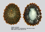 Patella ordinaria